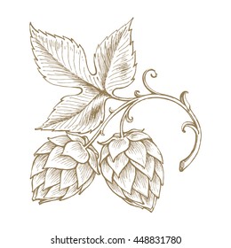 Hops Beer Vector Illustration, Freehand Drawing, Vintage Style