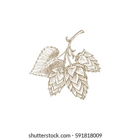 hops beer vector illustration, freehand drawing,  vintage style