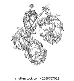 vector de ilustración de vector de cerveza de lúpulo