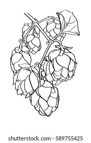 hops beer vector illustration - stock vector
