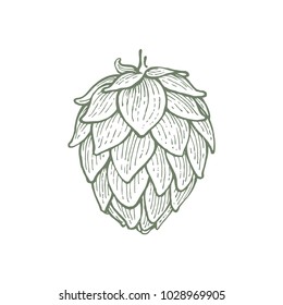 hops beer vector illustration, vintage style