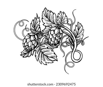 Hops branch engraving style. Beer hop cones and leaves hand drawn label, poster, emblem. Vector illustration