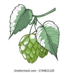 Hops branch with leaves, cones. Green humulus plant for beer, stout, ale, lager, bitter labels, packaging design. Hand drawn hops branch vector illustration isolated on white background. Summer crop.