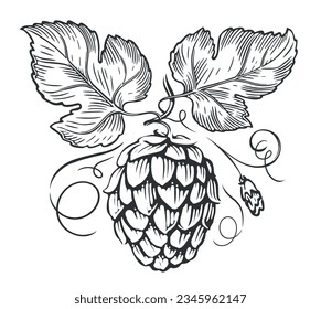 Hops branch and leaves engraving style. Beer hop cone sketch. Vector illustration