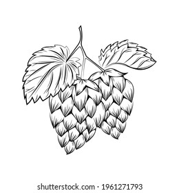 Hops branch vector. Vintage engraving style lupulus illustration.