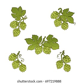 Hops cone hand drawn icon set, color version