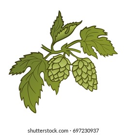 Hops cone hand drawn icon, color version