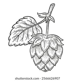 Hops cone plant for beer brewing, Humulus lupulus garden branch with seed, leaf botanical line sketch. Natural brewery, craft malt lager, ale drink food ingredient. Hand drawn retro engraving. Vector