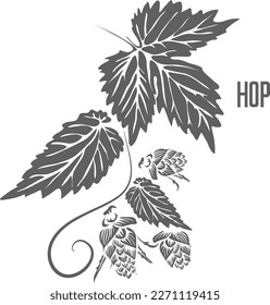 Hops cone vector silhouette. Humulus lupulus medicinal herbal outline. Hops stem with cone silhouette for pharmaceuticals, make beer and cosmetology. A set of hops plant outlines.