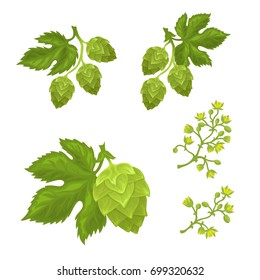 Hops cones and flowers with leaves, fully hand drawn vector
