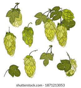 Hops cones and leaves. For design of beer packaging, menu, market, poster. Hand drawing ink isolated on white.