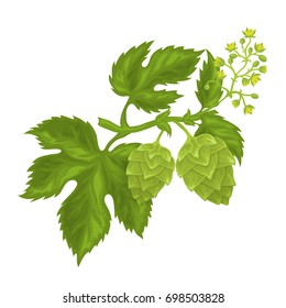 Hops cones with leaves, fully hand drawn vector