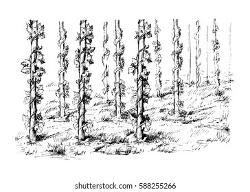 Hops Field in graphic style vector illustration