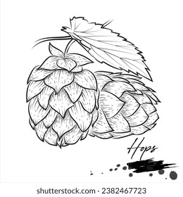 Hopfen Blumenzeichnung, botanische Zeichenkunst, Vektorgrafik