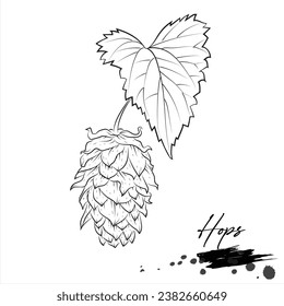Hops Flower drawing, botanical drawing vector illustration