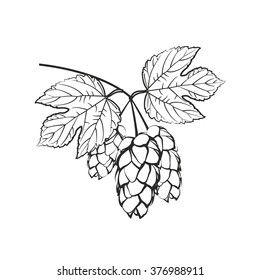 Hops with flower and leaf on a white background. Graphic icon or logo- ideal for beer, stout, ale, lager, bitter labels & packaging etc.