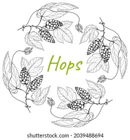 Hops. Frame.Oktoberfest. Branch of Humulus lupulus. Hop cones for beer production. Sketches of hops on a branch with leaves. Engravings. Illustration for packaging. Hand drawing. Isolated 