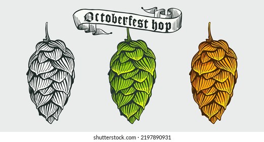 Hops, hand drawn engraving style illustration with ribbon. Oktoberfest vector emblem. Perfect for beer festival invitations, line drawing labels, brewery posters, bars t-shirts, sketch style banners.