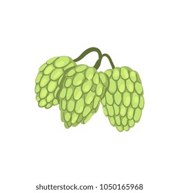 Hops herb plant, element for brewery products design vector Illustration on a white background