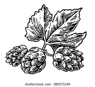 Hops herb plant which is used in the brewery of beer. For labels and packaging. Engraving vintage vector black illustration. Isolated on white background. Hand drawn design element for label 