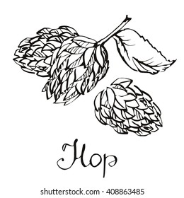 Hops herb plant which is used in the brewery of beer. For labels and packaging. Vector engraved illustration. Hops Object. 