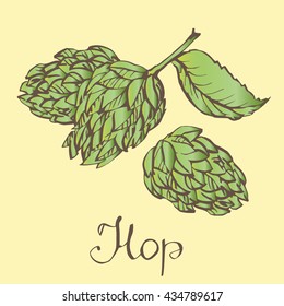 Hops herb plant which is used in the brewery of beer. For labels and packaging. Vector engraved illustration. Hops Object. 