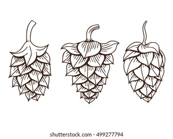Hops herb plant which is used in the brewery of beer. For labels and packaging. Vector engraved illustration. Hand drawn Isolated on white background