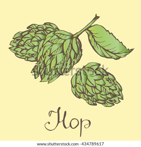 Hops herb plant which is used in the brewery of beer. For labels and packaging. Vector engraved illustration. Hops Object. 