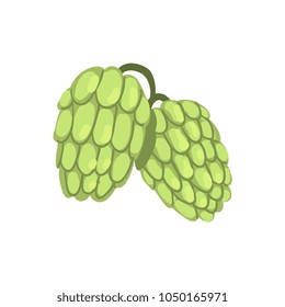 Hops, humulus lupulus plant, element for brewery products design vector Illustration on a white background