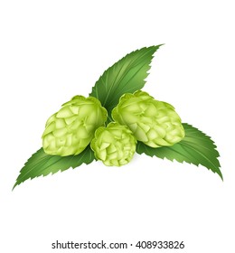 hops, humulus lupulus, realistic vector illustration