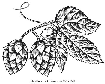 hops icon with leaves vintage engraved vector illustration (hand drawn style)