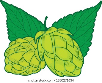 Ilustración del hueco blanco,Planta de lúpulo verde dibujada por mano