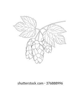 Hops isolated on a white background - vector illustration. Hop is a herb plant which is used in the brewery of beer.