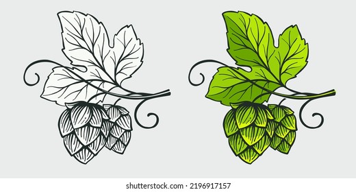 Hops with leaf, hand drawn engraving style illustration. Oktoberfest vector emblem. Perfect for beer festival invitations, line drawing labels, brewery posters, bars t-shirts, sketch style banners.