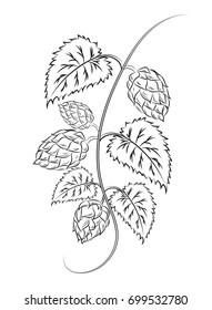 Hops line design. Hops Icon.  Vector. Hops pen Icon Drawing. A branch of hops with cones and leaves, isolated. Ingredient. Brewing.