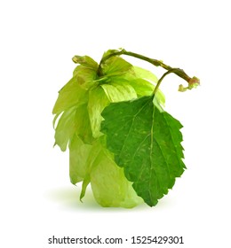 Hops low poly. Fragrant hop plant. Vector illustration. The art of brewing. Hops in triangulation technique.