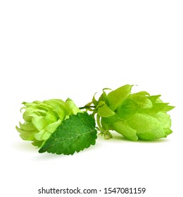 Hops low poly. Fragrant hop plant.  The art of brewing. Hops in triangulation technique.