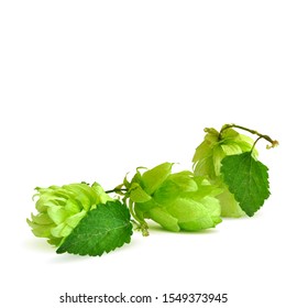 Hops low poly. Fragrant hop plant.  The art of brewing. Hops in triangulation technique.