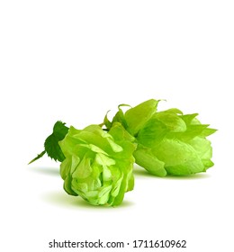 Huele a popa baja. Planta de lúpulo fragante. Ilustración vectorial. El arte de la elaboración. Se detiene en la técnica de triangulación.