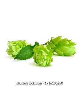 Huele a popa baja. Planta de lúpulo fragante. Ilustración vectorial. El arte de la elaboración. Se detiene en la técnica de triangulación.