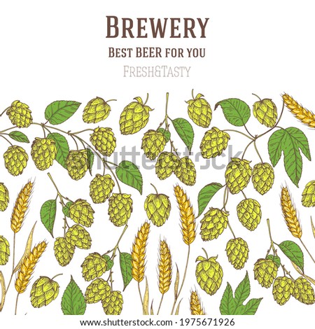 Hops and malt. Beer ingredients vector illustration. Vintage design. Brewery design template. Beer hop illustration. Hand drawn design.