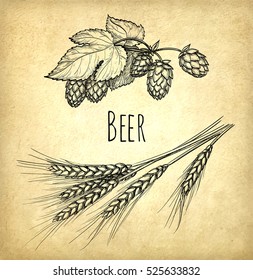 Hops and malt on old paper background. Hand drawn vector illustration. Retro style.