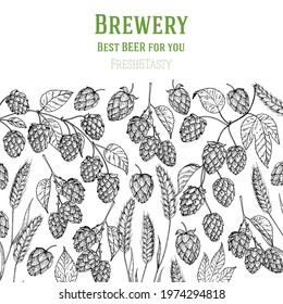 Hops and malt sketch. Beer ingredients vector illustration. Vintage design. Brewery design template. Beer hop illustration. Hand drawn sketch design.