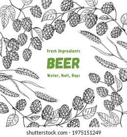 Hops and malt sketch. Beer ingredients vector illustration. Vintage design. Brewery design template. Beer hop illustration. Hand drawn sketch design.