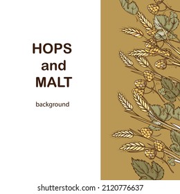 Hops and malt square background or poster template for beer brewing advertisement, engraved colored hand drawn vector illustration. Poster or card, advertisement layout with beer ingredients.