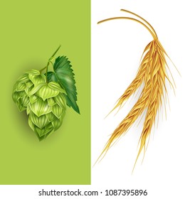 Hops and malt. Vector illustration