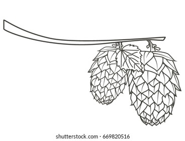 Hops on a branch