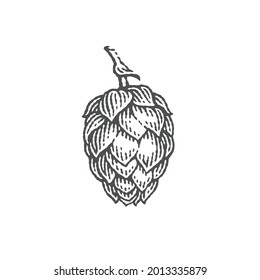 Hops on a twig. Hand drawn engraving style illustrations. Vector engraving.