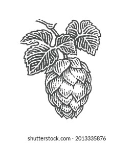 Hops on a twig with leaves. Hand drawn engraving style illustrations. Vector engraving.