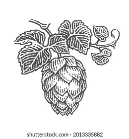 Hops on a twig with leaves. Hand drawn engraving style illustrations. Vector engraving.